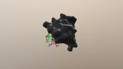 HP1 Chromodomain: The perfect cap for H3K9me3