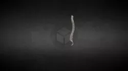 Human backbone
