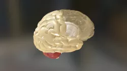 HUMAN BRAIN