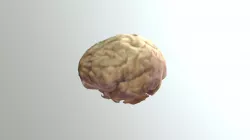 Human Brain