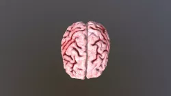 Human brain