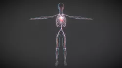 Human-Circulatory System