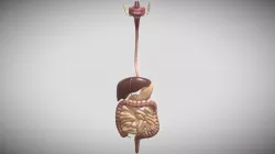 Human-Digestive System
