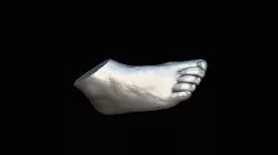 Human Foot