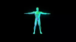 Human Male Tpose