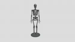 Human Skeleton