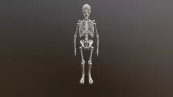 Human Skeleton