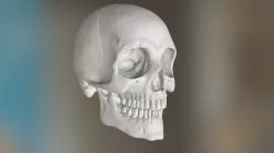 Human Skull