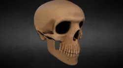 Human Skull