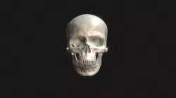 Human Skull