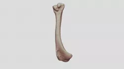 Humerus