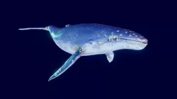 Humpback Whale