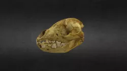 Hyena Skull