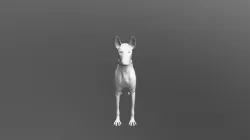 Ibizan Hound