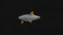 Ide Fish Animated Model