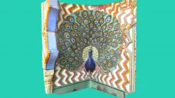 INDIAN PEACOCK