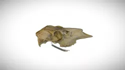 Inyo mule deer / CAS:MAM:20892