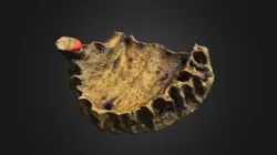Isotope sample area, Acharole cranium