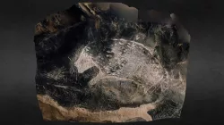 Jaguar Cave Bear