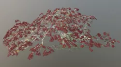 Japanese Maple