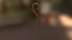 Ki's Elderwood Staff
