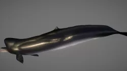 Killer Sperm Whale (Zygophyseter Varolai)