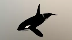 Killer Whale-007uvb