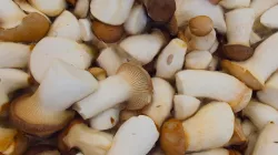 King Trumpet Mushrooms