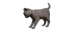Kitten grey