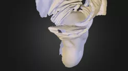 Knee