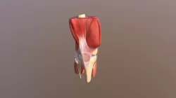 Knee Animation