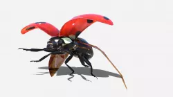 Ladybug