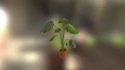 Large Leaf Plant