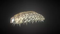 Larva