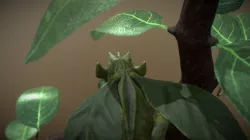 Leaf-eating little dragon