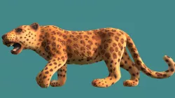 Leopard