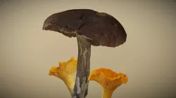 Lepsis & voveraite