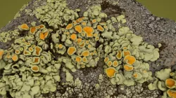 Lichen on Rock - Macro Photogrammetry