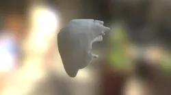 Liver