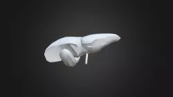 Liver