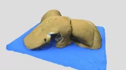 Liver