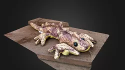 Lizard