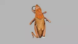Locust