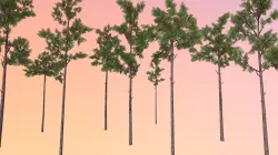 Longleaf pine (Pinus palustris)