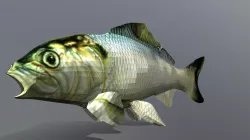 Low Poly - Fish