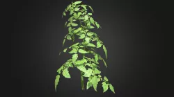 Low Poly Tomato Plant