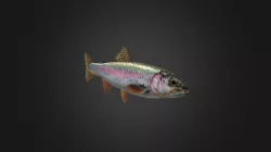 Low-poly Trout