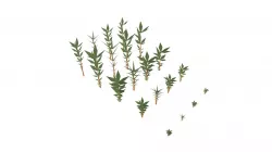 Lowpoly Ferns Set (Hard Edge)