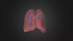 Lung