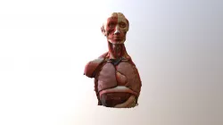 Lungs